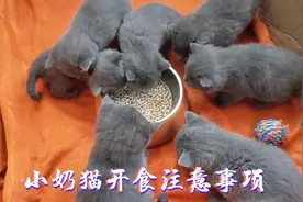 如何给小奶猫开食？小奶猫什么时候开始喂猫粮及饮食注意事项