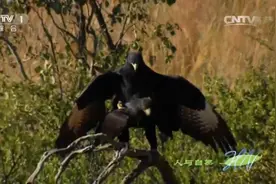 春季已到动物都已孕育好后代，林雕却反其道而行之，再次交配繁殖视频封面