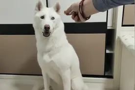 土狗只吃地上的？品种犬只吃手里的？你被骗了！！