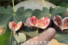 5大无花果增甜技术，多年种植经验大总结，6分钟轻松学会！