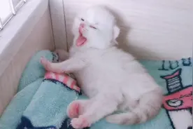小奶猫做梦蹬腿儿，打哈欠太萌了，还有起床气真是太可爱了