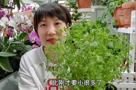 小木槿如何修剪？花谢后如何再次开花？记住这两点！视频封面