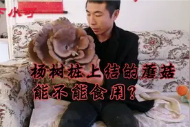 杨树桩上长出蘑菇能不能食用？小伙很纠结。视频封面