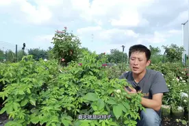 月季控必看的全年病虫害防护指南！——下篇视频封面