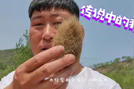 宰过上万头猪的屠宰工发现猪宝，经过她的鉴定是假的，难道是朱砂视频封面