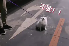 遛狗到底要不要系狗绳？自由虽好，但是狗狗和行人安全更重要哦～视频封面