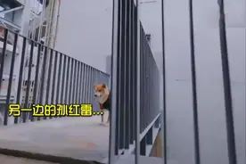 两只狗撞脸孙红雷黄渤，看把他俩乐的视频封面