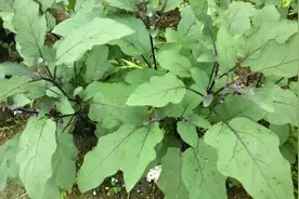 "茄子根″是个宝，妙用厉害了，农民为啥用它煮水洗脚洗手洗屁股视频封面