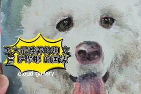 五大最难养的狗狗 萨摩耶的画法