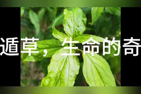 优遁草，生命延续的奇迹