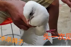 为什么杀鸽子不能放血，要直接用水淹死呢？原来大有讲究视频封面