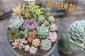 多肉植物拼盆，不同品种的多肉拼种在一起还是好看些视频封面