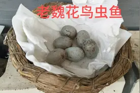 人工孵化鸟蛋（一）：温度和湿度两个关键数据要达标视频封面