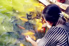 美女用奶瓶喂食大肥锦鲤，这才是正确的喂鱼方式，网友：太羡慕了视频封面