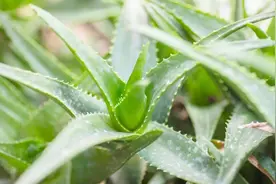 芦荟断了烂根一定别扔，教你一招，20天就能复活一大盆视频封面