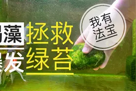 褐藻爆发，如何拯救绿苔，教大家一个常规技巧，但我有独门法宝视频封面