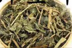 豨莶草的功效是祛风湿和祛毒，可作用于风湿导致的关节疼痛和四肢视频封面
