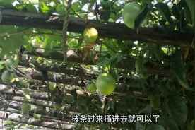 教大家如何种植百香果，百香果架子上住一个蚂蚁喔。