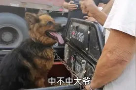 五花大绑被卖的德牧，急着乱窜乱叫，新主人一牵头也不回的走了视频封面