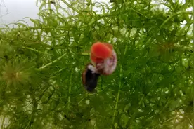 终于拍到苹果螺和地图螺杂交了 刚知道为什么鱼缸里好多杂交螺视频封面