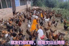 云南六大名鸡之一《无量山乌骨鸡》口碑好品种好品质好营养好视频封面