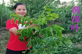 农村不起眼的黄皮叶，原来用处这么多，夏天多汗煲水洗，值得收藏视频封面