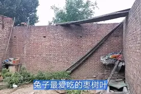 兔子最爱吃枣树叶，正好邻居修剪枣树砍下的树枝一天美食有了