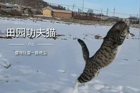 田园功夫猫的雪地狂奔视频封面