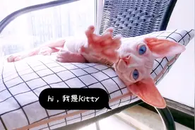 给大家介绍一下我们家的新成员Kitty，是一只斯芬克斯无毛猫视频封面