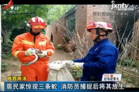 陕西商洛：居民家惊现三条蛇 消防员捕捉后将其放生视频封面