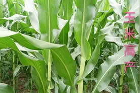 玉米苗期去点叶就能高产，这是科学种植新技术吗？了解一下吧视频封面