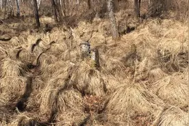 人参，貂皮，乌拉草。是东北三宝。今天带大家认识一下乌拉草。