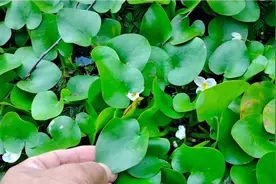 农村田间一种野草，人称“水鳖”，农民痛恨它，如今却成了宝视频封面