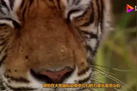 鳄鱼为什么怕老虎！视频封面