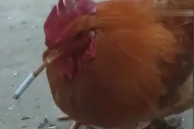 这应该是于谦鸡场的鸡，还抽这个牌子烟视频封面