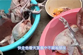 100元买了四只鸡，鸡肚子里白色物体，看看是吃亏还是赚视频封面