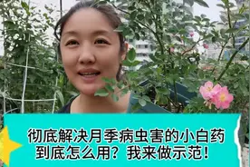 盆土撒上小白药，彻底解决月季病虫害，到底怎么用？我来做示范！视频封面