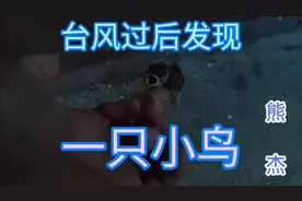 台风过后树上吹下了一只小鸟，熊杰发现后把它救下，这样做好吗