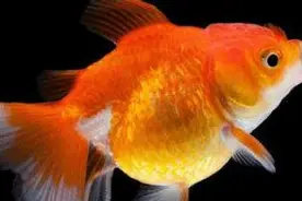 家里养的金鱼，只吃小米，搞不懂。水质也不知道该怎么处理。视频封面