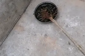 柳树皮还有这样的作用，很多人都不知道，这个季节能用的上视频封面