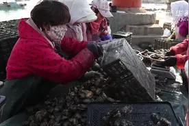 山东荣成：400万头鲍鱼完成“南下之旅”视频封面