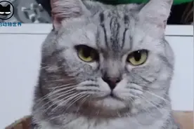 你家猫主子为什么总喜欢看着你？它想表达的意思你猜对了几种？视频封面