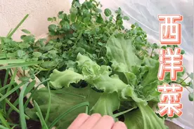 冬季，室内、暖棚种冰草和豆瓣菜，注意事项告诉你视频封面