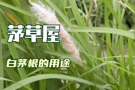 广西桂林路边割茅草盖房 ，白茅根功效作用不得了，茅草全身是宝