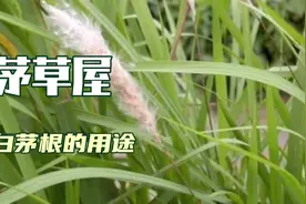 广西桂林路边割茅草盖房 ，白茅根功效作用不得了，茅草全身是宝视频封面