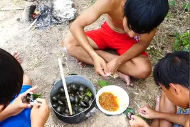 柬埔寨小伙在田里捡福寿螺煮熟蘸辣椒🌶️吃，不怕寄生虫，牛！视频封面