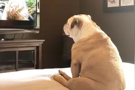 狗狗看电视看到无法自拔，连主人都不理，不料被主人全程录下视频封面