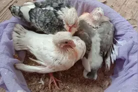 夏天养鸽子出新招，防治小鸽子蚊虫叮咬有奇效！视频封面