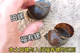 怎样区分田螺与福寿螺？敲碎喂家禽，福寿螺卵鸡鸭鹅不吃