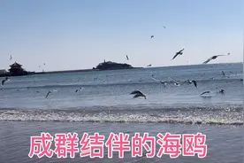 去青岛栈桥附近看海鸥，到了惊讶了！海鸥哪去了？